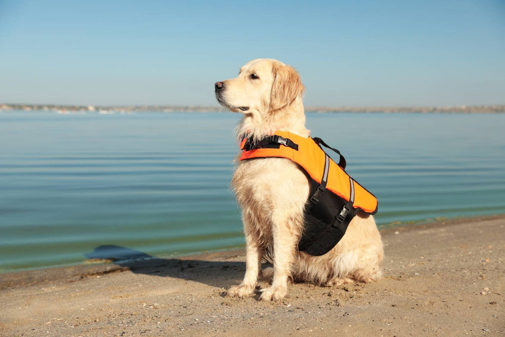 Why Your Dog Needs A Dog life Jacket
