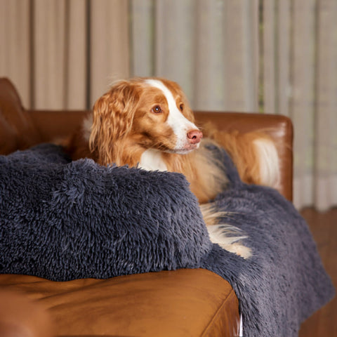 Luxury Dog Bed Plush Calming Sofa