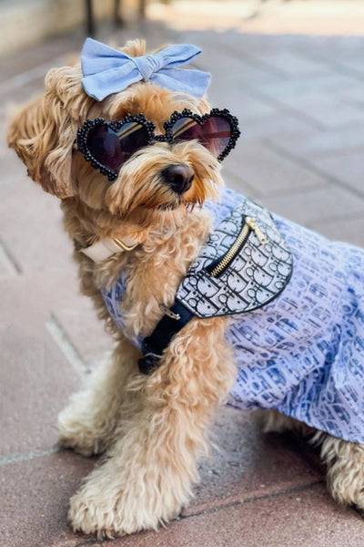 High Fashion Dog Couture